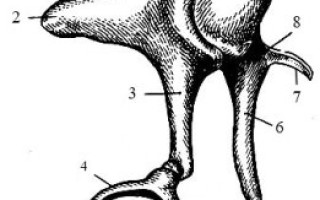 Анатомия и заболевания среднего уха