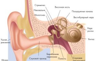 Анатомическое строение уха
