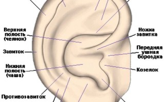 Структура ушной раковины и болезни наружного уха