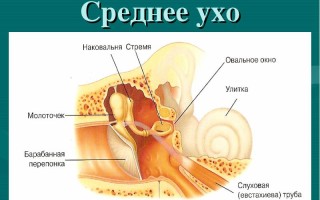 Строение среднего уха и поражающие орган заболевания