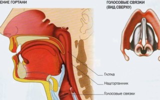 Связки в горле: признаки воспаления, лечение и профилактика