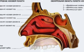 Строение и функции одной из основных частей дыхательной системы: от крыльев носа до пазух