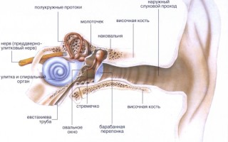 Особенности строения уха человека