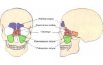 Анатомия и роль придаточных пазух носа в организме