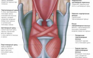 Анатомия гортани — хрящи и мышцы