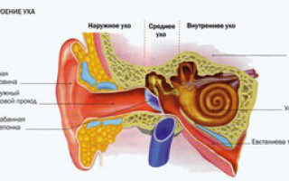 Строение и схема ушной раковины человека