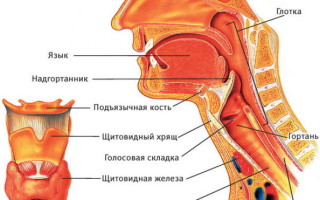 Строение горла и его основные функции