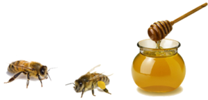 польза пчелиного меда