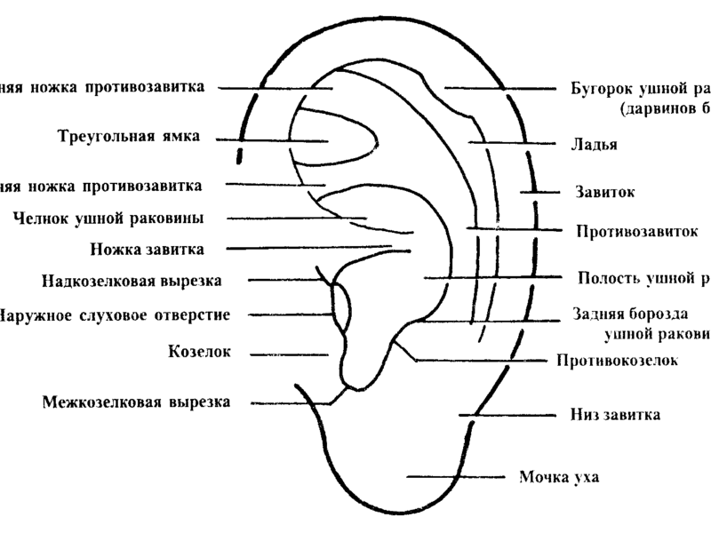 Строение уха человека