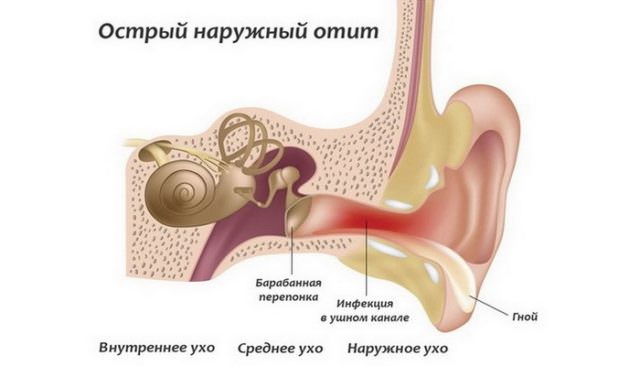 Структура ушной раковины и болезни наружного уха