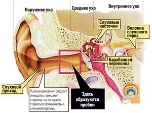Внутренний слуховой проход человека