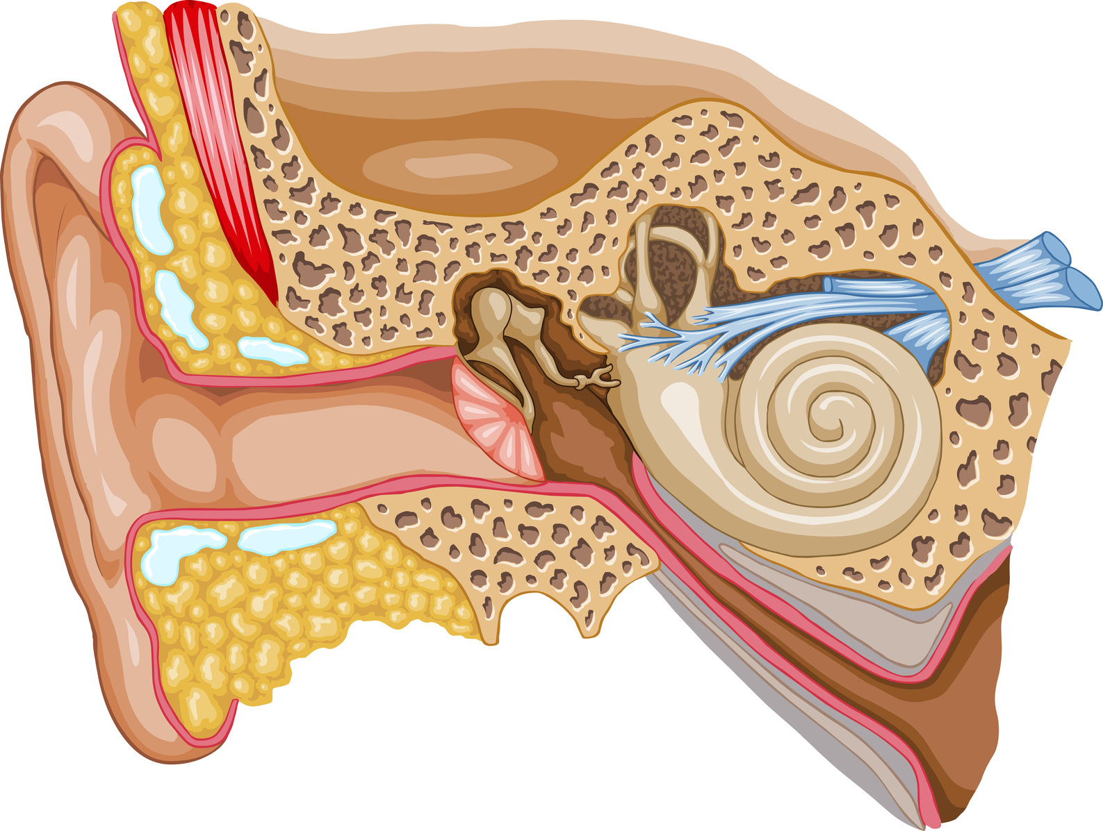 Боли внутреннего уха. Барабанная перепонка отит. Средний отит барабанная перепонка. Холестеатома барабанной полости. Ухо строение анатомия слуховой нерв.