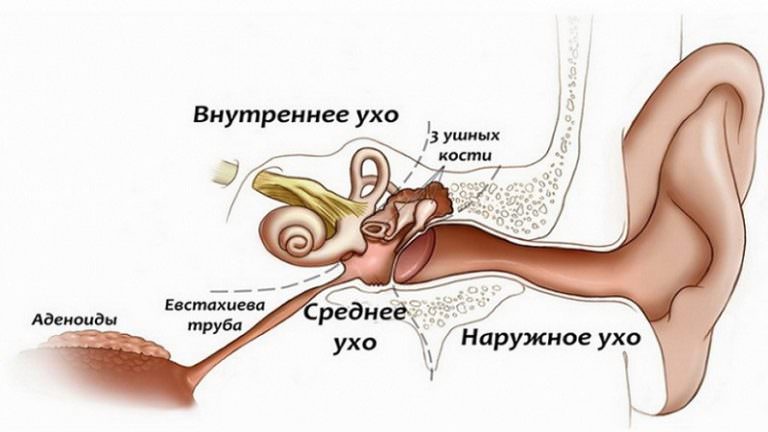 Устройство уха