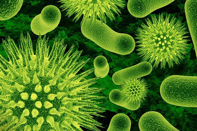 бактерии, вызывающие бактериальный фарингит
