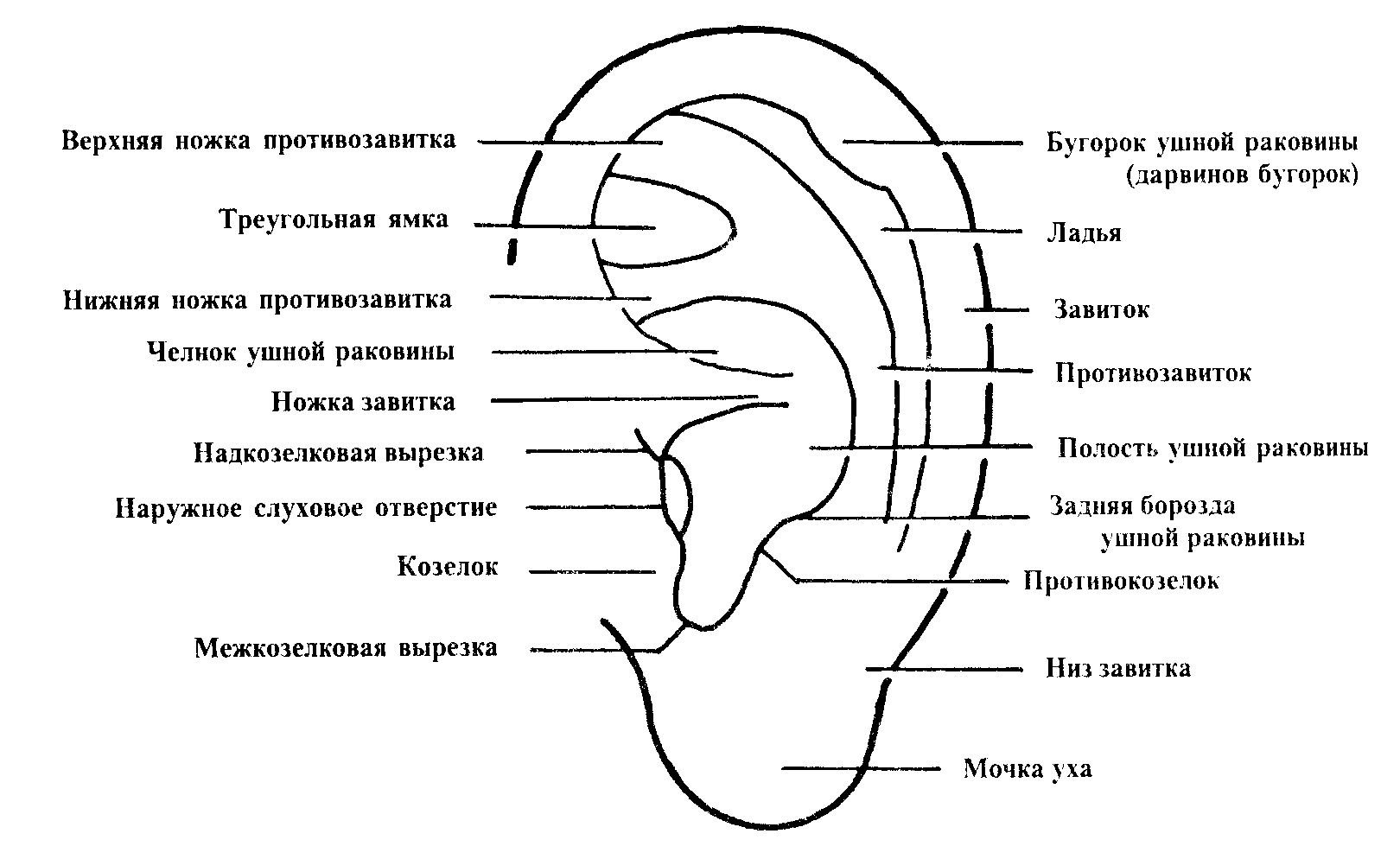 Устройство ушной раковины. Схема строения наружного уха. Строение наружного уха анатомия уха. Схема строения уха человека наружное. Наружная ушная раковина анатомия.