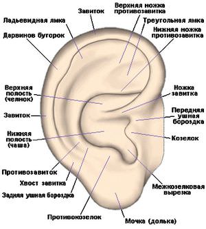 Как устроено ухо у человека
