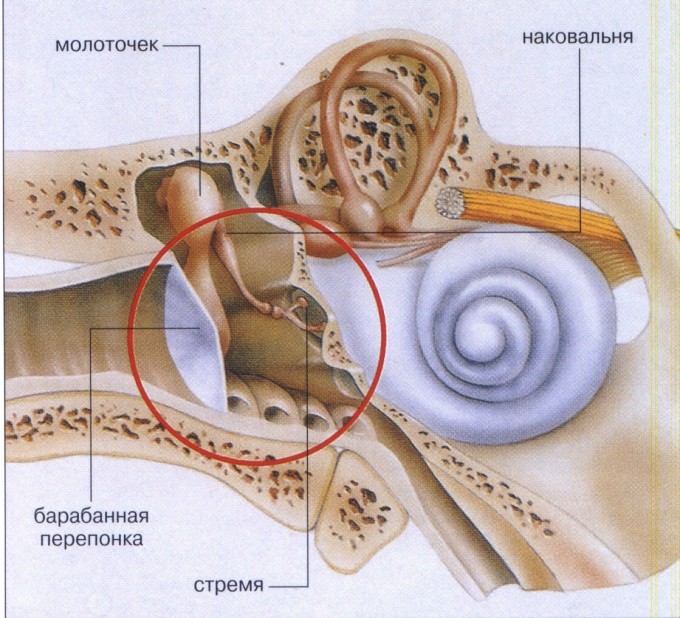 Анатомия среднего уха