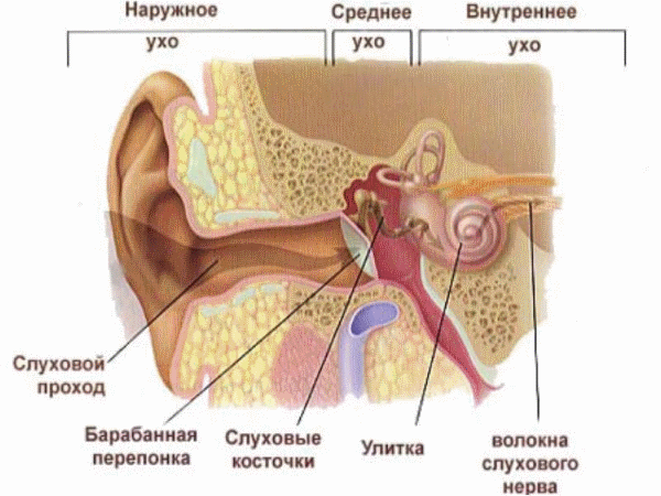 Внутреннее ухо