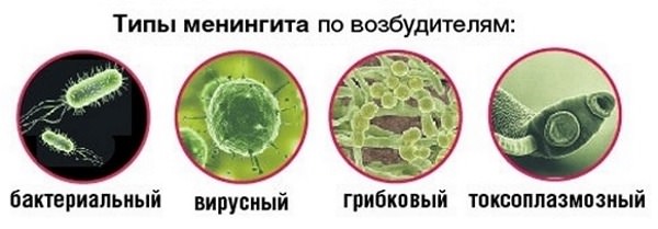 Вирусы бактерии грибки