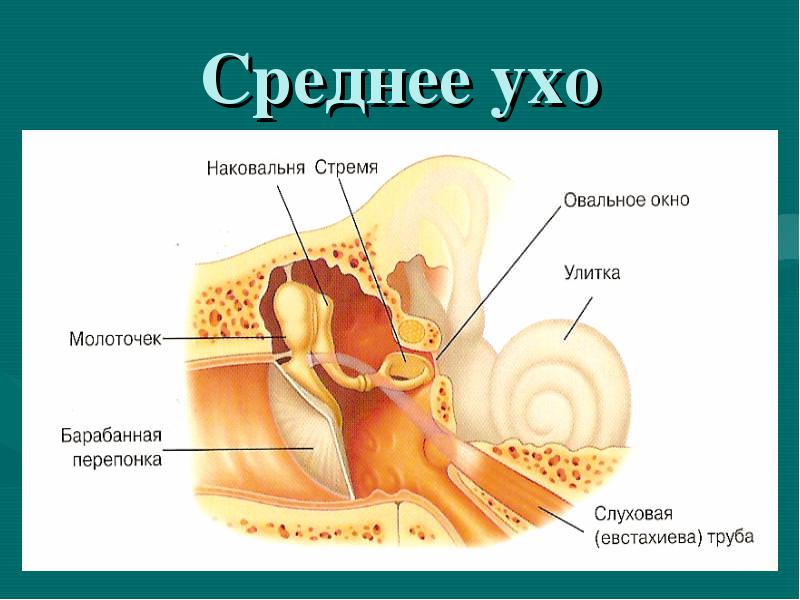 Анатомия средней части органа слуха